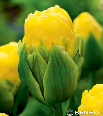 Singiel Tulipa - Tulipan Double Beauty Of Apeldorn 11/12 30 Szt.