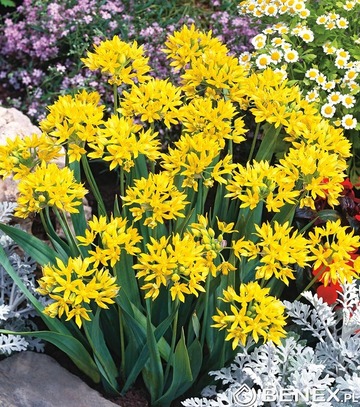 Kapers Allium Moly - Czosnek Złocisty 5/+ 10 Szt.