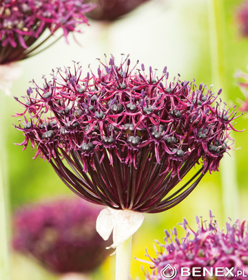 Kapers Allium - Czosnek Atropurpureum 10/+ 3 Szt.