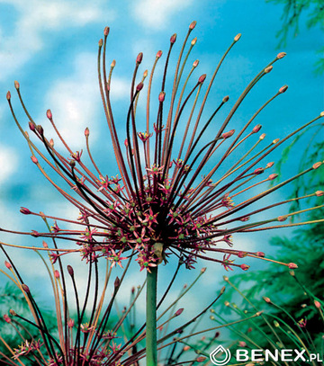 Kapers Allium Schubertii - Czosnek Szuberta 12/14 2 Szt.