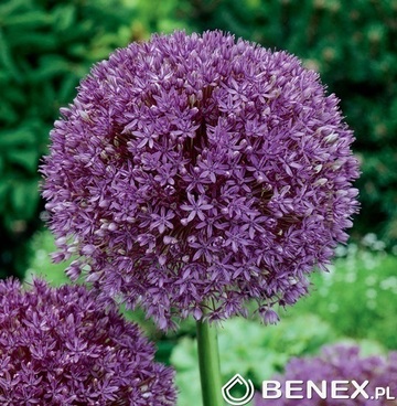 Kapers Allium - Czosnek Purple Sensation 12/14 2 Szt.