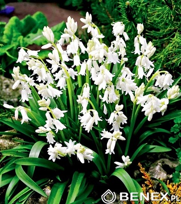 Kapers Scilla - Cebulica Hiszpańska Biała 8/10 7 Szt.
