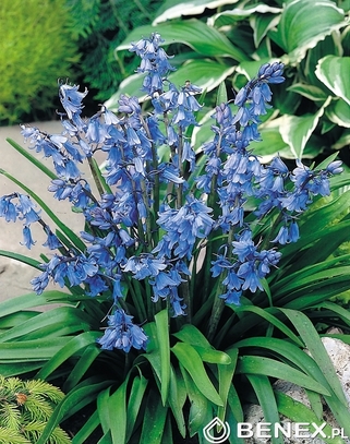 Kapers Scilla - Cebulica Hiszpańska Niebieska 8/10 7 Szt.