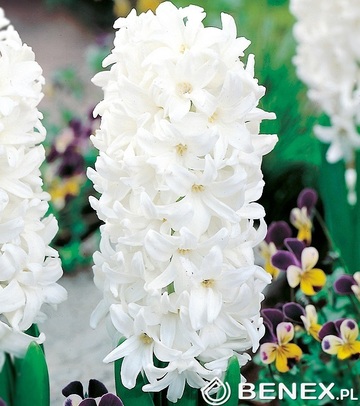 Kapers Hyacinth - Hiacynt White Pearl 16/18 3 Szt.