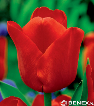 Singiel Tulipa - Tulipan Ile De France 12/+ 50 Szt.