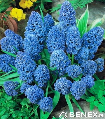 Kapers Muscari - Szafirek Blue Spike 7/8 10 Szt.
