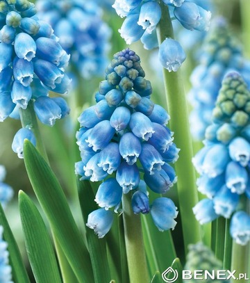 Kapers Muscari - Szafirek Atlantic 7/8 10 Szt.