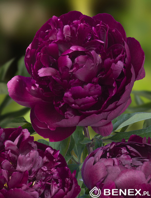 Kapers Paeonia - Piwonia Peter Brand 2/3 1 Szt.