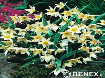 Kapers Tulip - Tulipan Turkestanica 7/8 5 Szt.