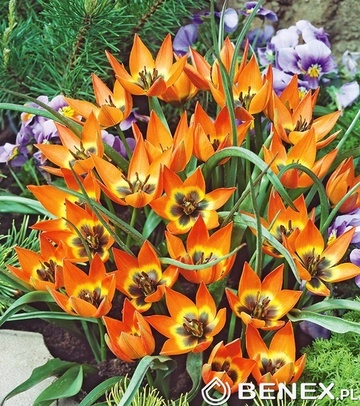 Kapers Tulip - Tulipan Little Princess 6/+ 5 Szt.