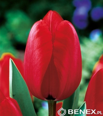 Kapers Tulip - Tulipan Red Impression 11/12 5 Szt.