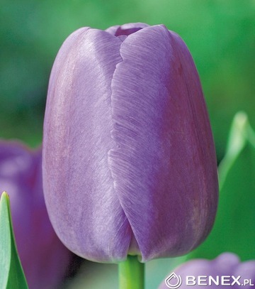 Kapers Tulip - Tulipan Purple Pride 11/12 5 Szt.
