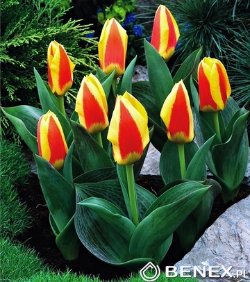 Kapers Tulip - Tulipan Stresa 10/11 5 Szt.
