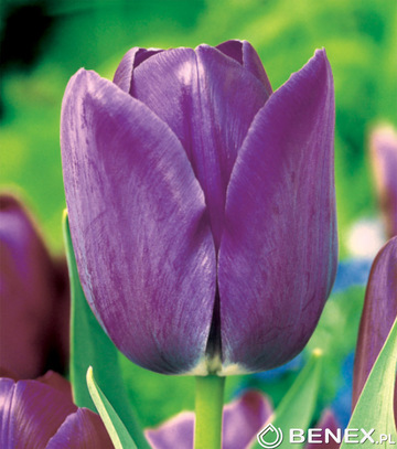 Singiel Tulipa - Tulipan Blue Aimable 12/+ 50 Szt.
