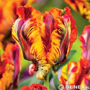 Kapers Tulip - Tulipan Rasta Parrot 11/12 5 Szt.