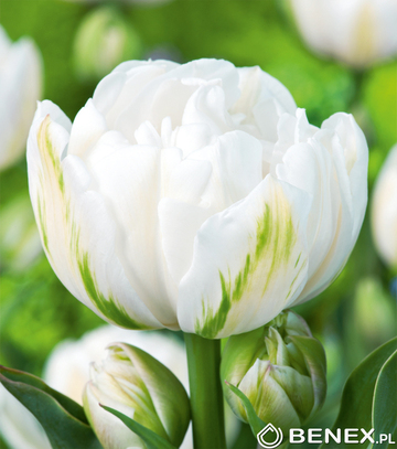 Kapers Tulip - Tulipan Mount Tacoma 11/12 5 Szt.