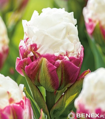 Kapers Tulip - Tulipan Ice Cream 11/12 5 Szt.