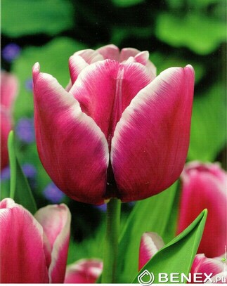 Kapers Tulip - Tulipan Arabian Mystery 11/12 5 Szt.