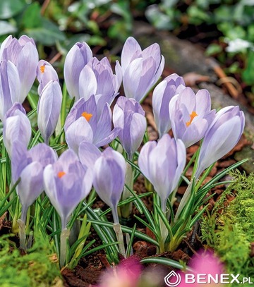 Crocus - Krokus Rosalind 5/7 1 Szt.