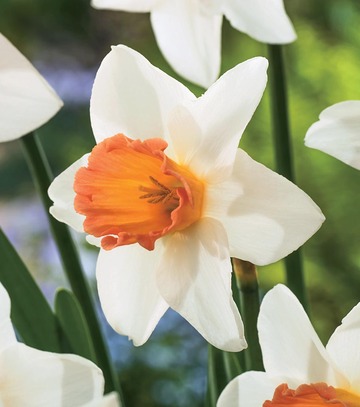 Narcissus - Narcyz Accent 14/16 1 Szt.