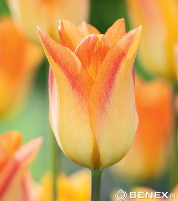 Tulip - Tulipan Moonblush 11/12 1 Szt.