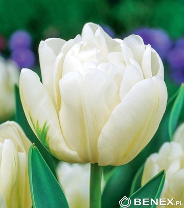 Tulip - Tulipan  Up White 11/12 1 Szt.