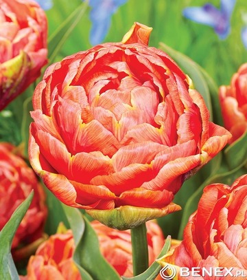 Tulip - Tulip Orange Flavour 11/12 1 Szt.