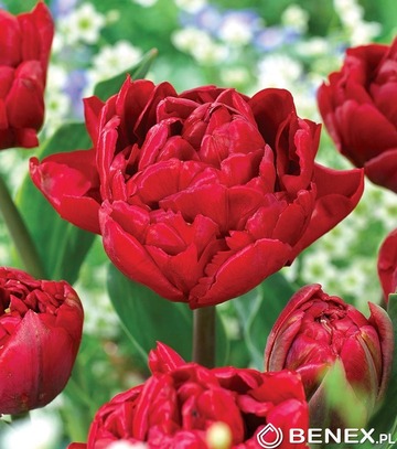 Tulip - Tulipan Salcido  11/12 1 Szt.