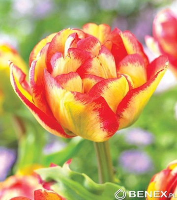 Tulip - Tulipan Mayfair 11/12 1 Szt.