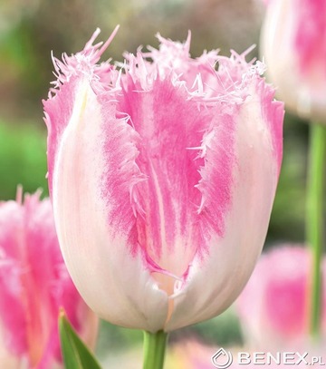 Tulip - Tulipan Huis Ten Bosch 11/12 1 Szt.