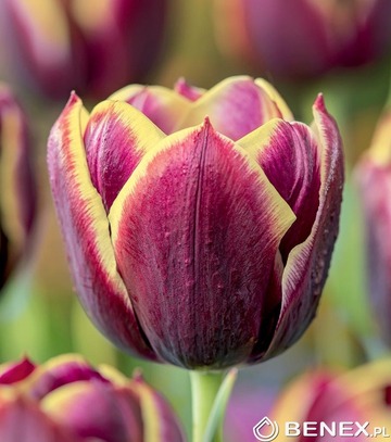 Tulip - Tulipan Maiburg 11/12 1 Szt.