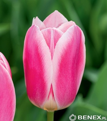 Tulip - Tulipan Mandy'S Choice 11/12 1 Szt.