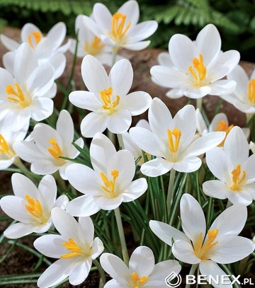 Singiel Crocus - Krokus Barr'S White 5/7 150 Szt.