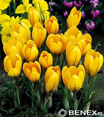 Singiel Crocus - Krokus Golden Yellow 6/7 150 Szt.