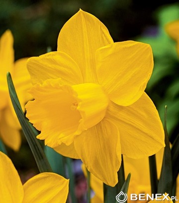 Singiel Narcissus - Narcyz Pantewan 12/14 20 Szt.