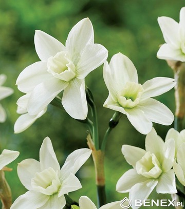 Singiel Narcissus - Narcyz Polar Hunter 12/14 20 Szt.