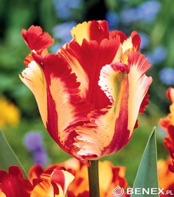 Singiel Tulip - Tulipan Flaming Parrot 11/12 30 Szt.