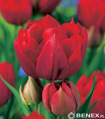 Singiel Tulip - Tulip Red Princess 11/12 30 Szt.