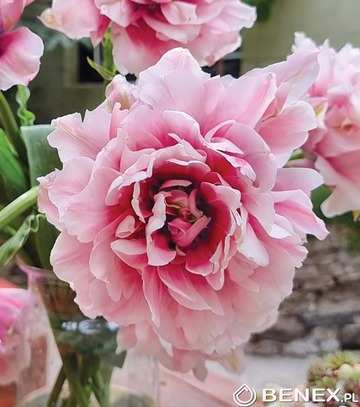 Singiel Tulip - Tulipan Magic Sensation 11/12 30 Szt.
