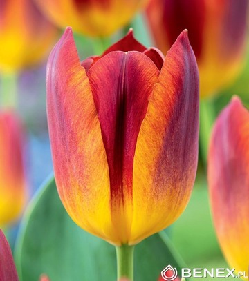 Singiel Tulip - Tulipan Amber Glow 11/12 50 Szt.