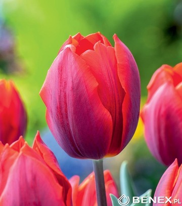 Singiel Tulip - Tulipan Couleur Cardinal 11/12 50 Szt.