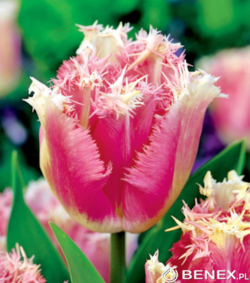 Singiel Tulipa - Tulipan Fancy Frills 11/12 50 Szt.