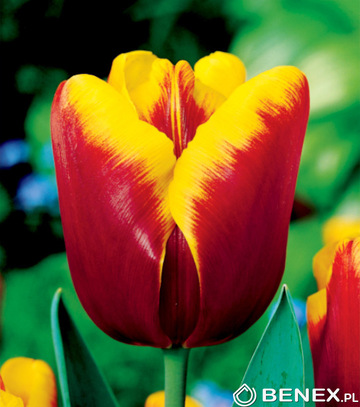 Singiel Tulipa - Tulipan Abu Hassan 11/12 50 Szt.