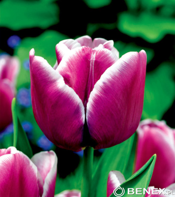 Singiel Tulipa - Tulipan Arabian Mystery 11/12 50 Szt.