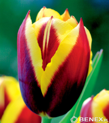 Singiel Tulipa - Tulipan Gavota 12/+ 50 Szt.