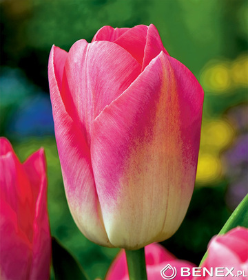 Singiel Tulipa - Tulipan Dynasty 11/12 50 Szt.