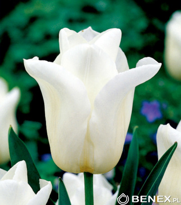 Singiel Tulipa - Tulipan Agrass White 12/+ 50 Szt.