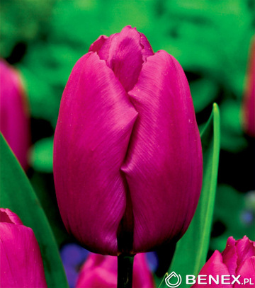 Singiel Tulipa - Tulipan Purple Prince 12/+ 50 Szt.