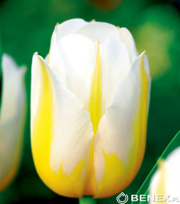 Singiel Tulipa - Tulipan Flaming Coquette 11/12 50 Szt.