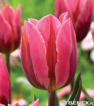 Singiel Tulipa - Tulipan Pretty Princess 11/12 50 Szt.
